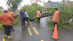 Pohon Tumbang di Kedaleman Cilegon, Tutup Akses Jalan Utama