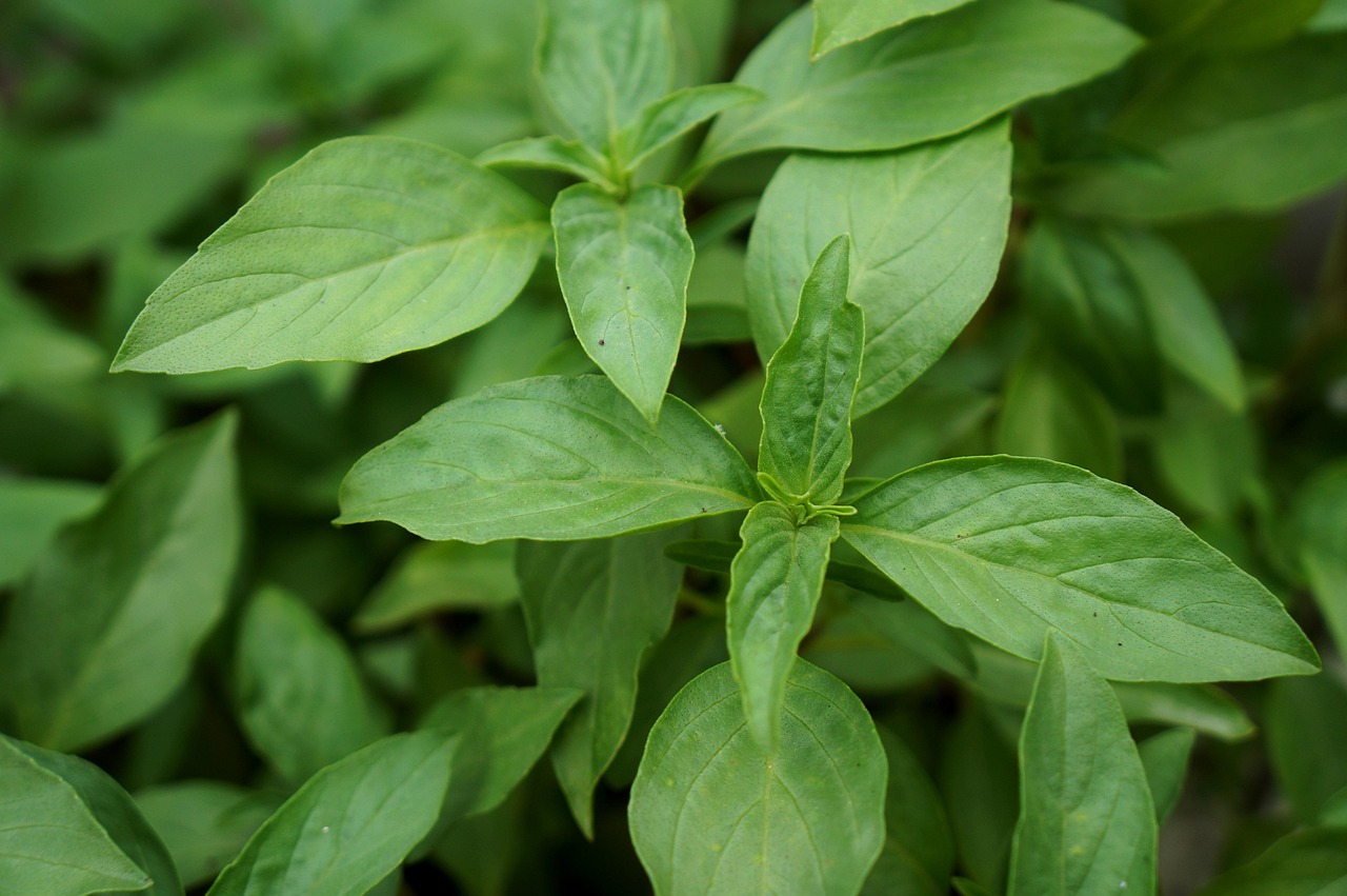 holy basil